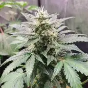 Wedding cake/nebenbei