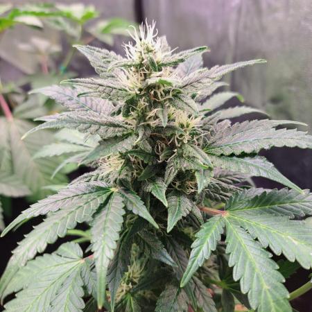 Wedding cake/nebenbei