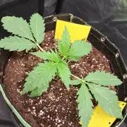 Blackberry Moonrocks