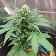 Wedding cake/nebenbei