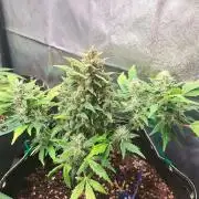 Wedding cake/nebenbei