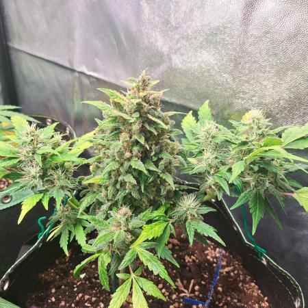 Wedding cake/nebenbei