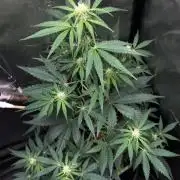 Milky way F1 auto - nebenher