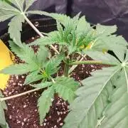 Blackberry Moonrocks