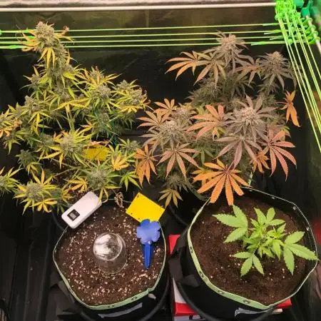Gorilla Zkittles