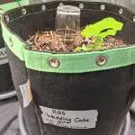 Wedding cake/nebenbei