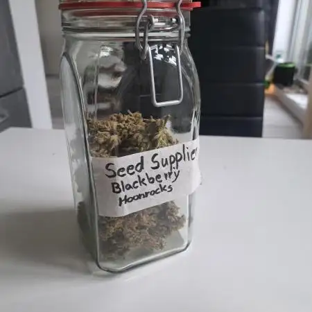 Blackberry Moonrocks