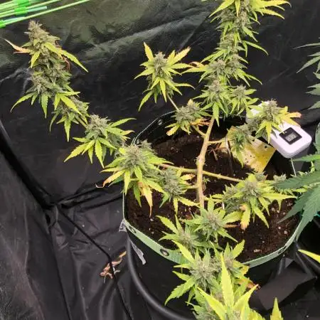 Gorilla Zkittles