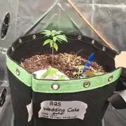 Wedding cake/nebenbei