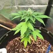 Wedding cake/nebenbei