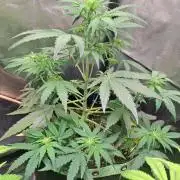 Milky way F1 auto - nebenher