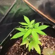 Wedding cake/nebenbei