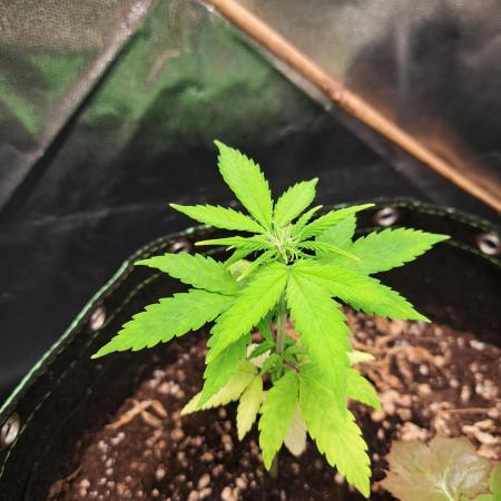 Wedding cake/nebenbei