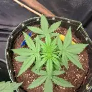 Milky way F1 auto - nebenher