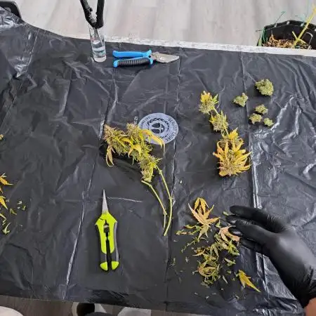 Fastbuds Gorilla Zkittles