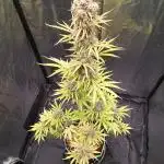 Seedsupplier Zkittles