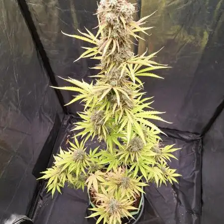 Seedsupplier Zkittles