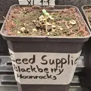 Blackberry Moonrocks