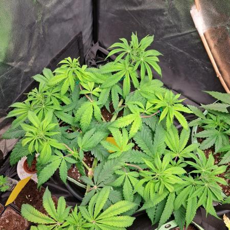 Blackberry Moonrocks