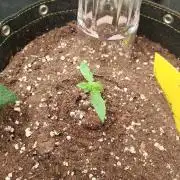 Milky way F1 auto - nebenher