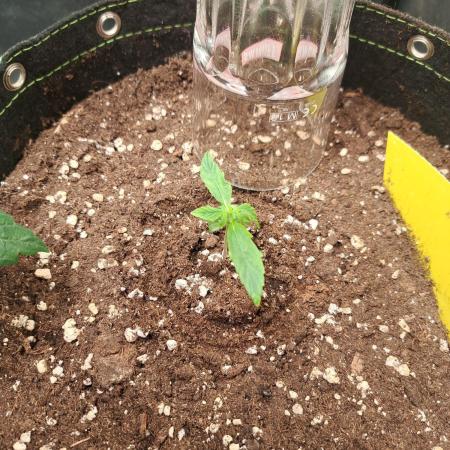 Milky way F1 auto - nebenher