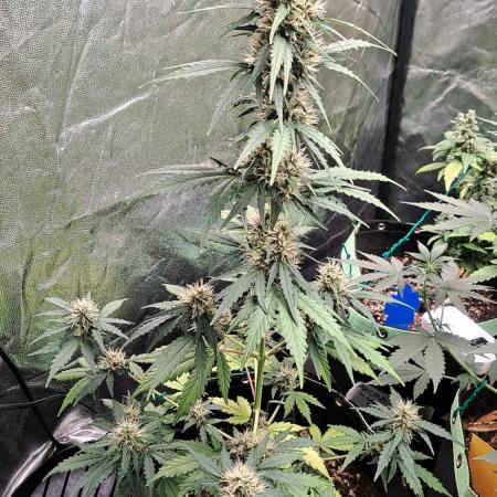Fastbuds Gorilla Zkittles