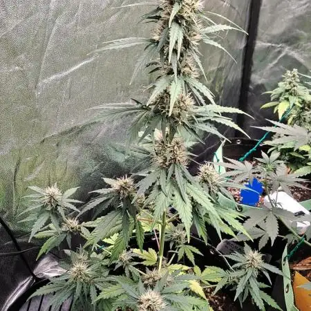 Fastbuds Gorilla Zkittles