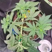 Blackberry Moonrocks