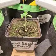 Blackberry Moonrocks