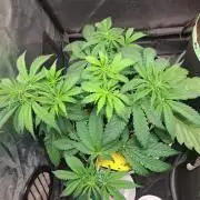 Blackberry Moonrocks