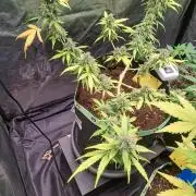 Gorilla Zkittles