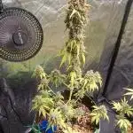Fastbuds Gorilla Zkittles