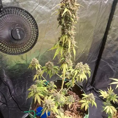 Fastbuds Gorilla Zkittles