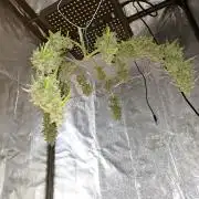 Gorilla Zkittles