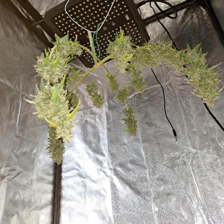 Gorilla Zkittles