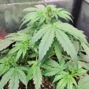 Milky way F1 auto - nebenher