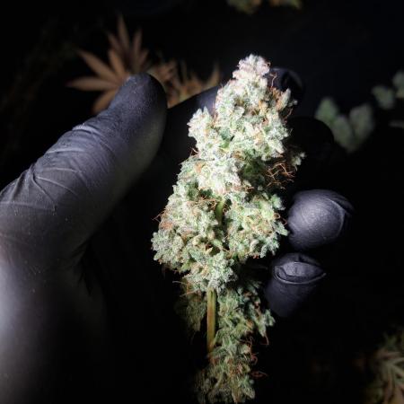 Seedsupplier Zkittles