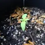 Wedding cake/nebenbei