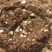 Milky way F1 auto - nebenher