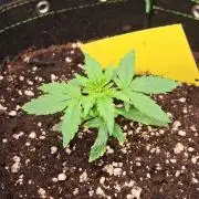 Milky way F1 auto - nebenher