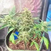 Wedding cake/nebenbei