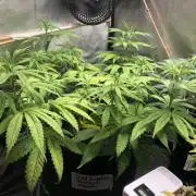 Blackberry Moonrocks