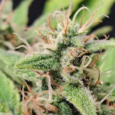 Wedding cake/nebenbei