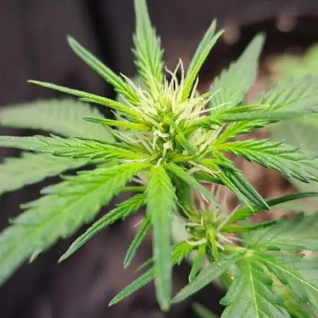 Gorilla Zkittles
