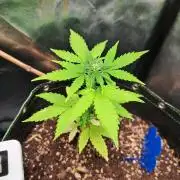 Wedding cake/nebenbei