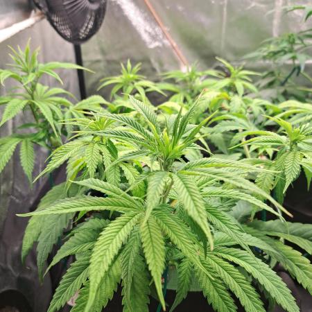 Blackberry Moonrocks