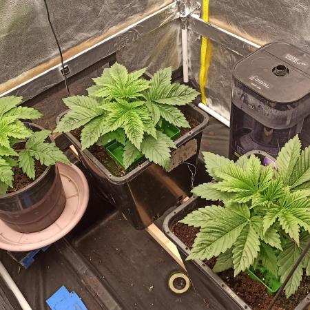 Zamnesia 2026 Plagron Eternity grow cup