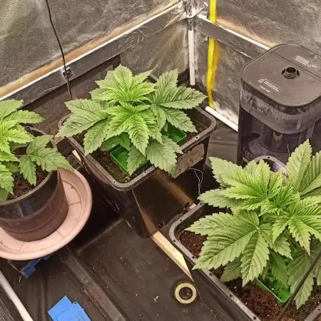 Zamnesia 2026 Plagron Eternity grow cup