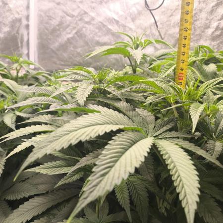 My First photoperiod