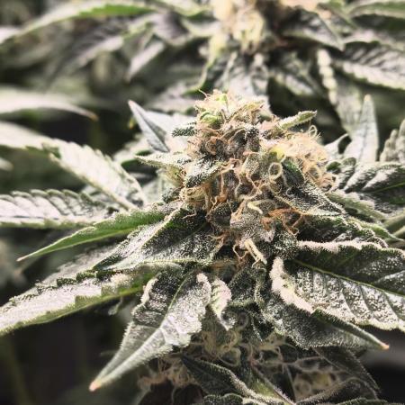 My First photoperiod